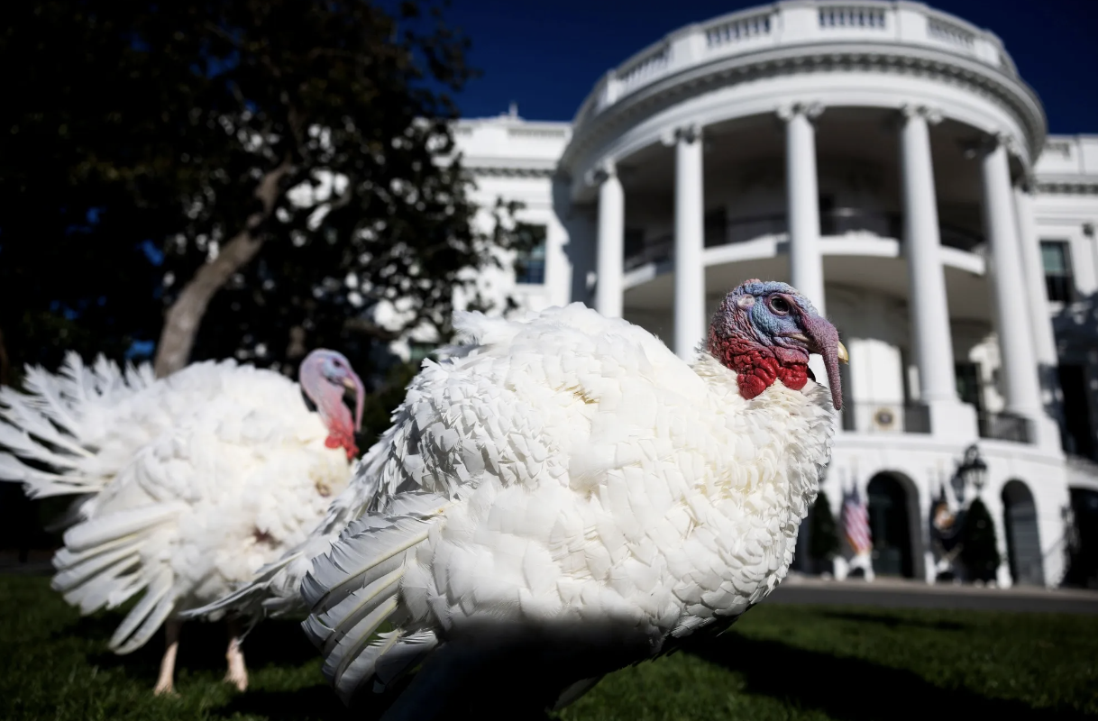 Peach and Blossom, the 2024 National Thanksgiving Turkeys in front of the White House